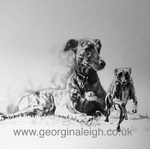 A4 Dog Portrait Drawing